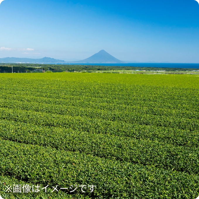 鹿児島茶の水出しセット